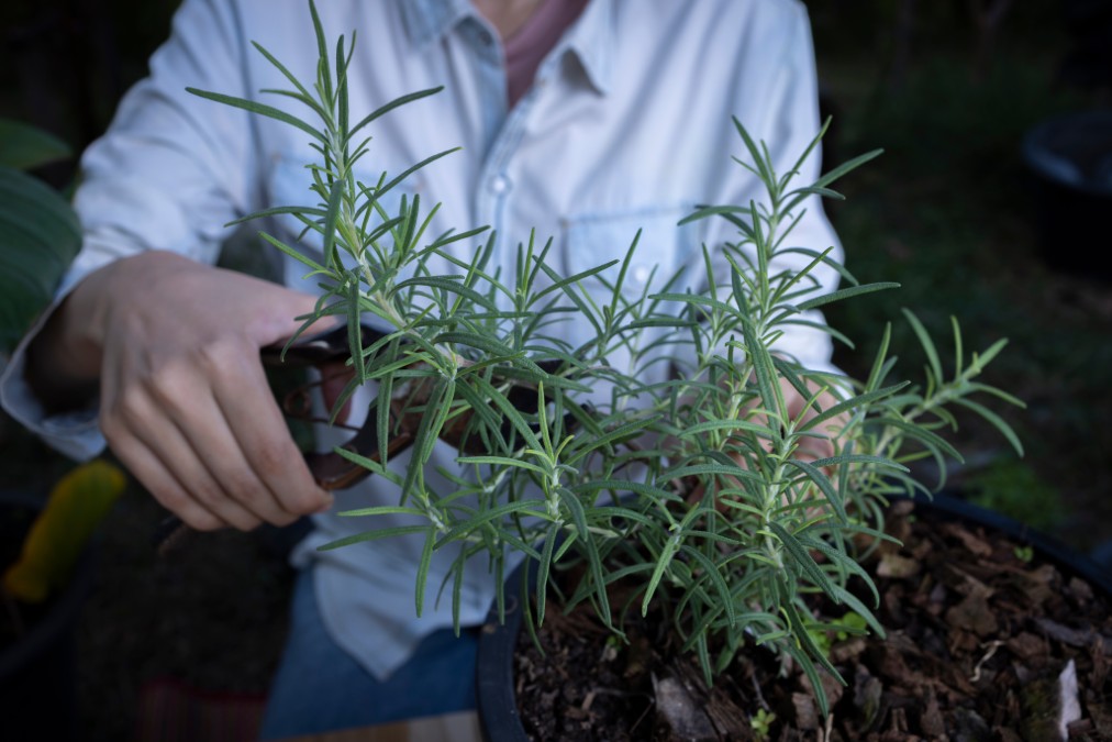 Taille romarin en pot avec un sécateur