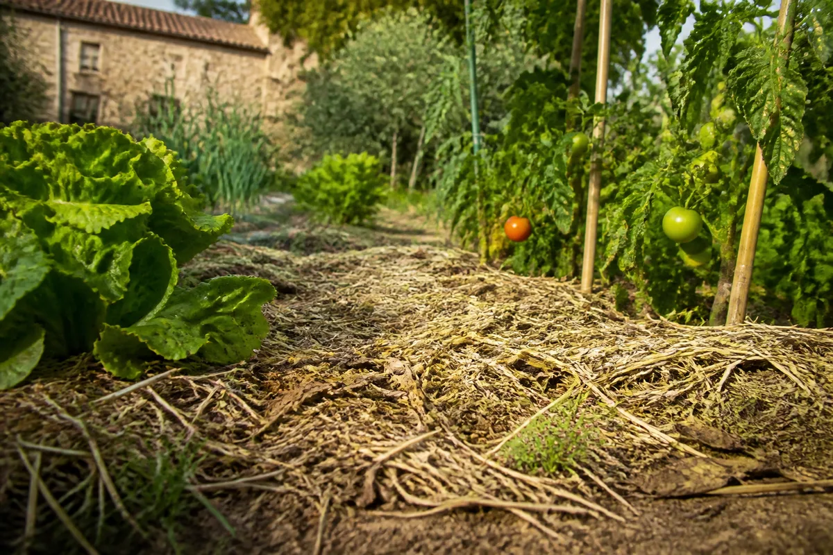 Paillage de feuilles mortes et de paille autour de plants dans un potager